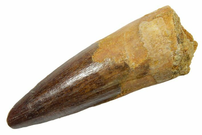 Fossil Spinosaurus Tooth - Real Dinosaur Tooth #349772